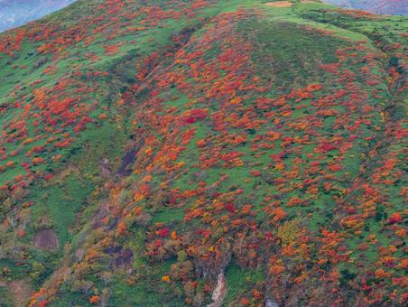 紅葉の秋田駒ケ岳 紅葉の秋田駒ケ岳の写真