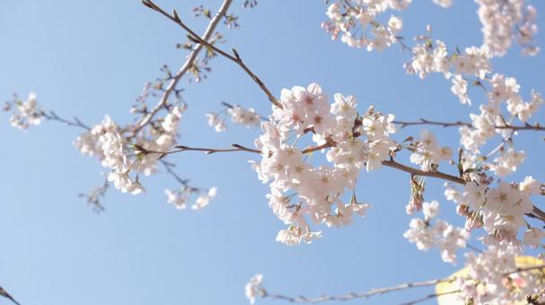 春 桜 青空 春 桜 青空の写真