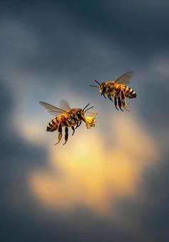 花を運ぶミツバチたちと、ドラマチックな空 花を運ぶミツバチたちと、ドラマチックな空の写真
