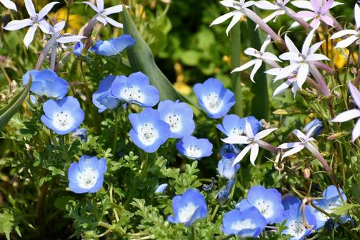 ネモフィラ ガーデン,植物,帯広の写真素材