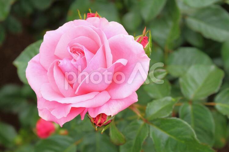 ピンクの薔薇のアップ　4 バラ,ピンク,花の写真素材