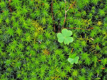 苔とクローバー 苔とクローバー 苔,みどり,クローバーの写真素材