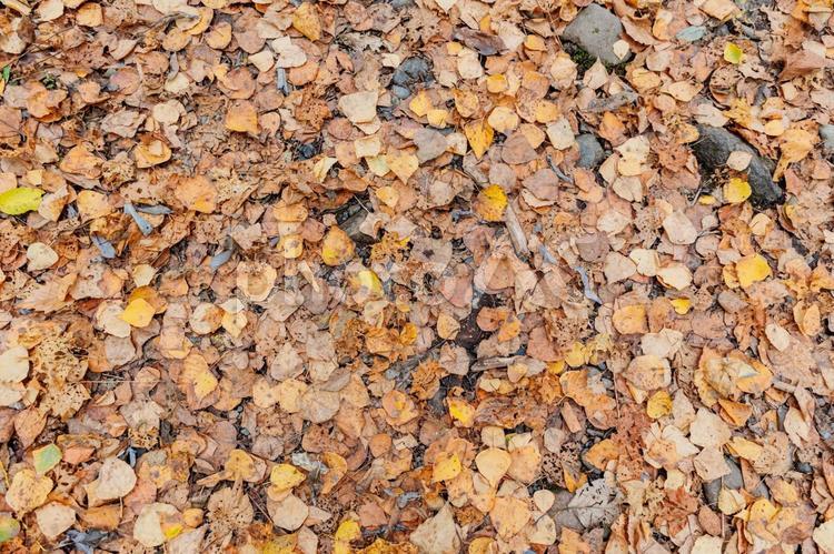 落ち葉の絨毯 紅葉,落ち葉,枯葉の写真素材