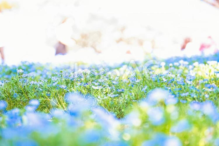 陽の光を浴びたネモフィラ 花,植物,自然の写真素材