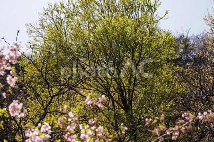 芽吹きの風景⑷ 春,芽吹き,新芽の写真素材