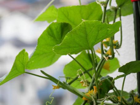 Photo, cucumber, vegetables, leaf, 
