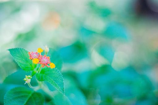 秋の花壇3 秋の花壇3の写真