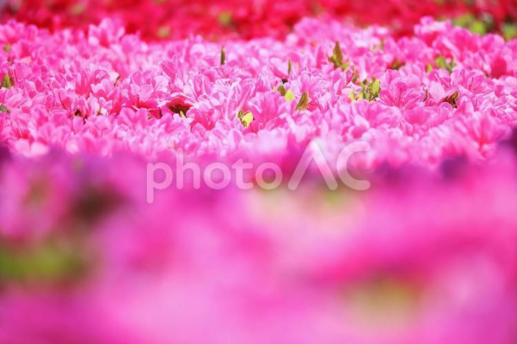 カラフルな背景と美しい満開のツツジ 花,ツツジ,植物の写真素材