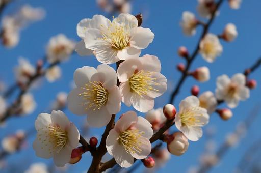 青空に咲く白い梅の花 青空に咲く白い梅の花の写真