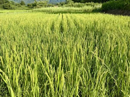 真っ直ぐな稲穂 真っ直ぐな稲穂の写真
