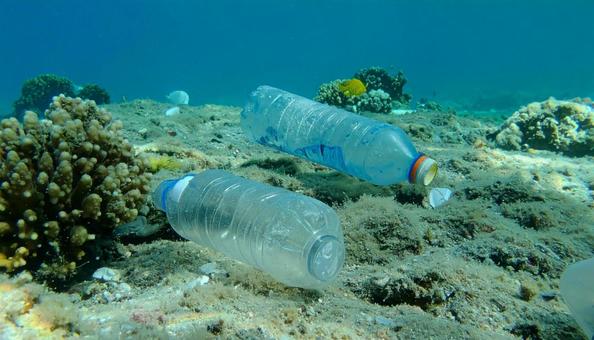 違法廃棄されたペットボトルの写真