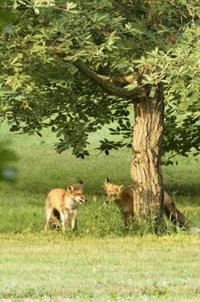Fox Brothers, JPG Fox Brothers, JPG