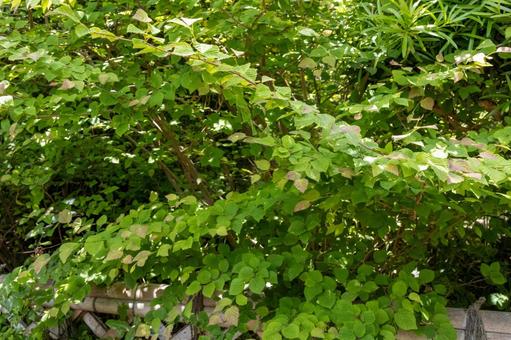 長久保緑化公園　カナダハシダミの葉 公園,カナダハシダミ,葉の写真素材