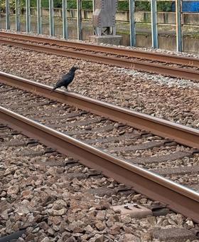 都市のレールと鳥 都市のレールと鳥の写真