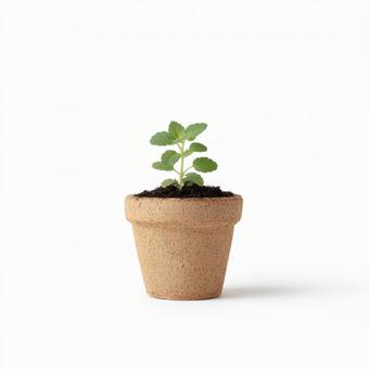 生命の息吹:土と緑が息づく小さな植木鉢 生命の息吹:土と緑が息づく小さな植木鉢の写真