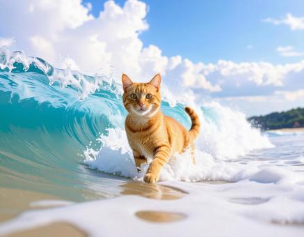海水浴を楽しむねこ 夏 水遊び2 海水浴を楽しむねこ 夏 水遊び2の写真