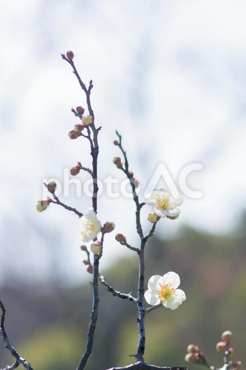 咲きはじめた公園の梅 白梅,うめ,花びらの写真素材