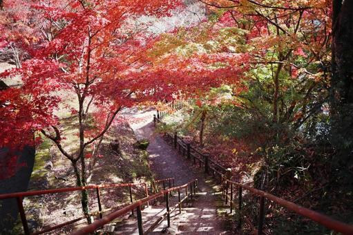 紅葉に包まれた坂道 紅葉に包まれた坂道 紅葉,秋,もみじの写真素材