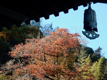 【紅葉写真】美しい紅葉風景 モミジ,紅葉,晩秋の写真素材