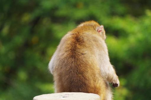 サル サル,背中,一頭の写真素材