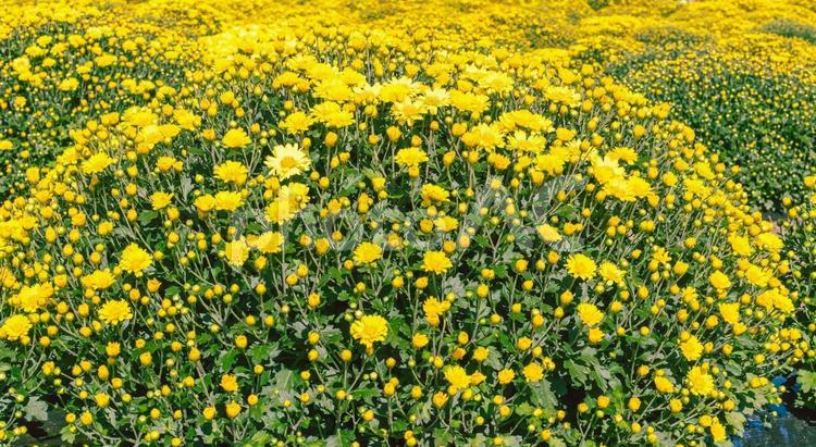 あかぼり小菊の里　小菊２８ 花,小菊,キク科の写真素材