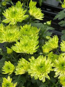 菊 マム 菊 マム 菊,マム,花の写真素材