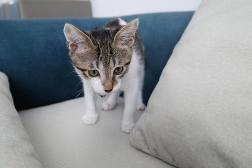 子猫A 子猫,ねこ,ネコの写真素材