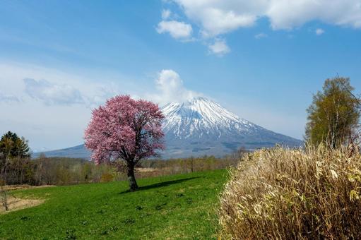 羊蹄山を望む一本桜 羊蹄山を望む一本桜 羊蹄山,一本桜,桜の写真素材