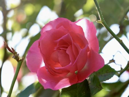 ピンク色の薔薇 バラ,薔薇,ピンク色の写真素材