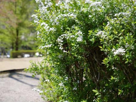 公園の低木 公園の低木の写真