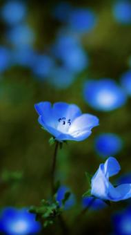 Photo, flower, plant, plants, 