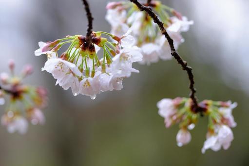 桜の花びら 桜の花びらの写真