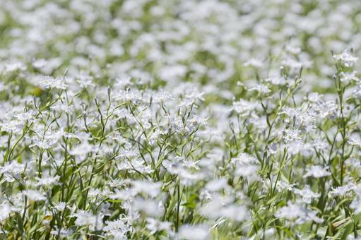 山に群生しているシャガの花 山に群生しているシャガの花 群生,シャガ,春の写真素材