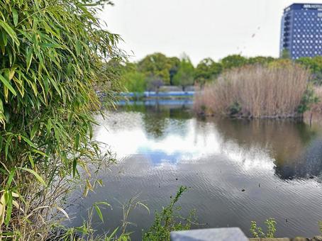 不忍池 上野公園 春の池 台東区上野 不忍池 上野公園 春の池 台東区上野 不忍池,上野恩賜公園,弁天島の写真素材