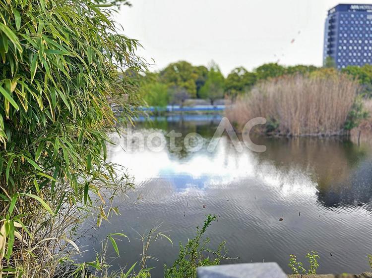 不忍池　上野公園　春の池　台東区上野 不忍池,上野恩賜公園,弁天島の写真素材