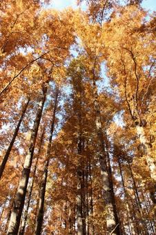 メタセコイア・曙杉 紅葉 メタセコイア・曙杉 紅葉 メタセコイア,自然風景,円錐形の写真素材