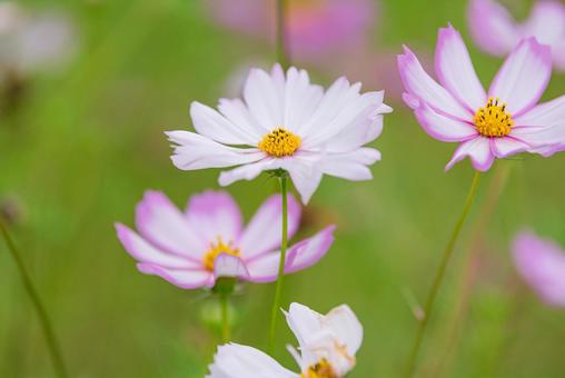 Beautiful pink cosmos, JPG