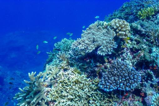 沖縄・西表島 青い海と珊瑚礁 沖縄・西表島 青い海と珊瑚礁 スキューバダイビング,珊瑚礁,ダイビングの写真素材