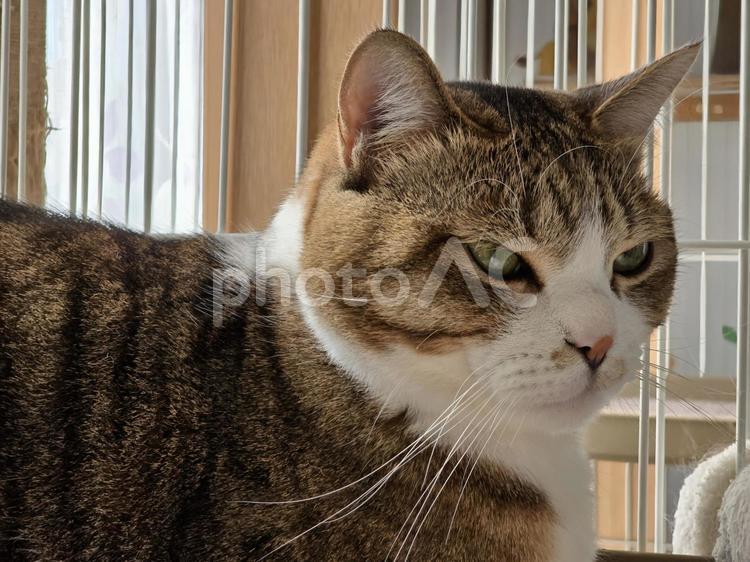 ゲージの中でまったりする猫 猫,ネコ,ペットの写真素材