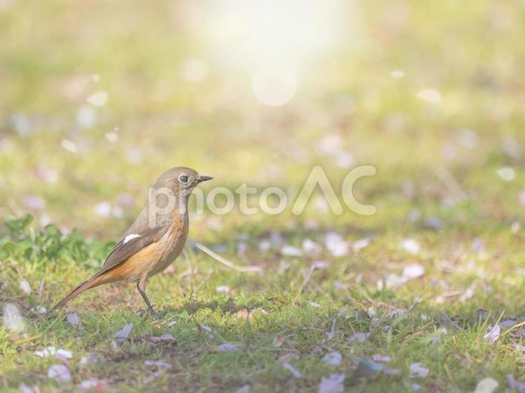 小鳥と散り桜 桜,鳥,春の写真素材