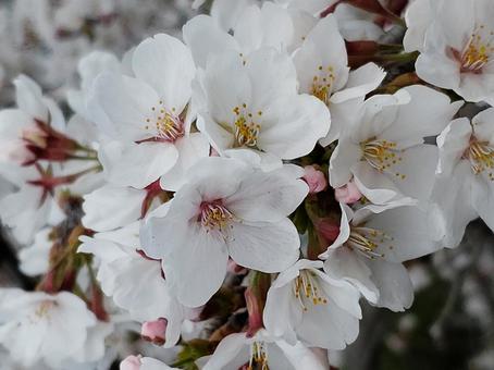 さくら さくら 桜,綺麗,可愛いの写真素材