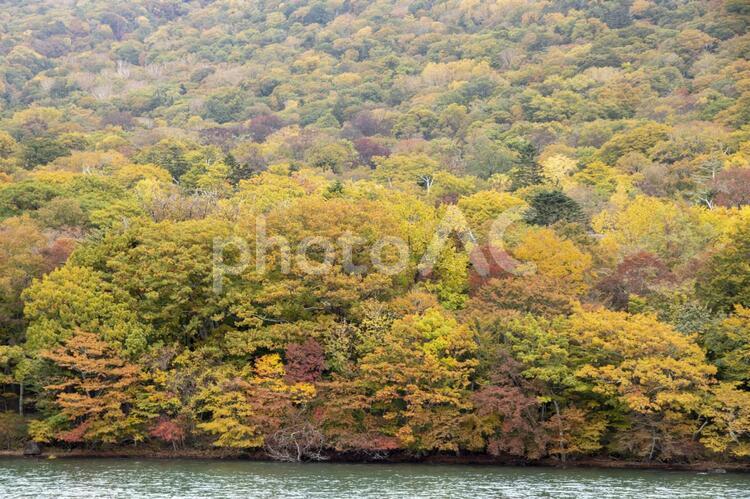 中禅寺湖の湖畔の紅葉 中禅寺湖,湖畔,紅葉の写真素材