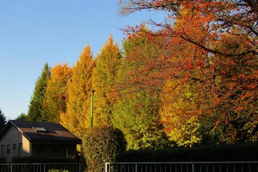 公園の秋 紅葉,銀杏,イチョウの写真素材