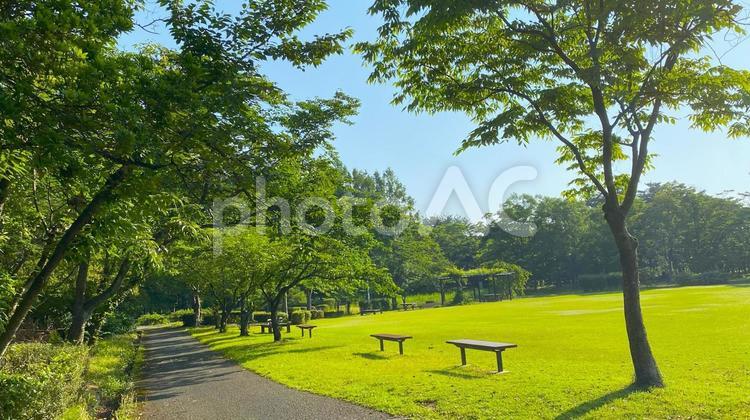 朝の北部公園（金沢市）：30 公園,春,夏の写真素材