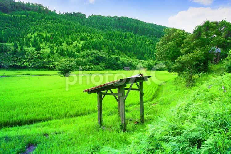 田舎の風景・田んぼ 風景,景色,田舎の写真素材