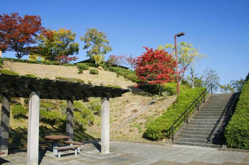 市民の森、秋の彩り階段の写真
