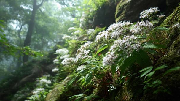 しっとりと佇む森の花の群れ しっとりと佇む森の花の群れの写真