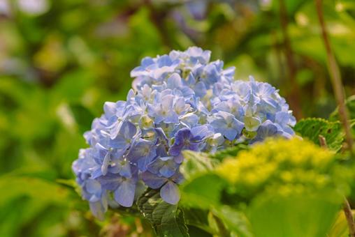 アジサイの花11 アジサイの花11の写真