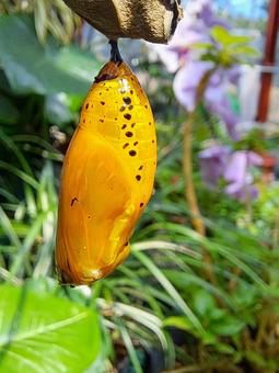 Photo, flying madara, butterfly, creatures, 