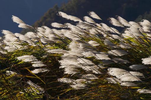 風に揺れるススキの穂 ススキ,穂,秋の写真素材
